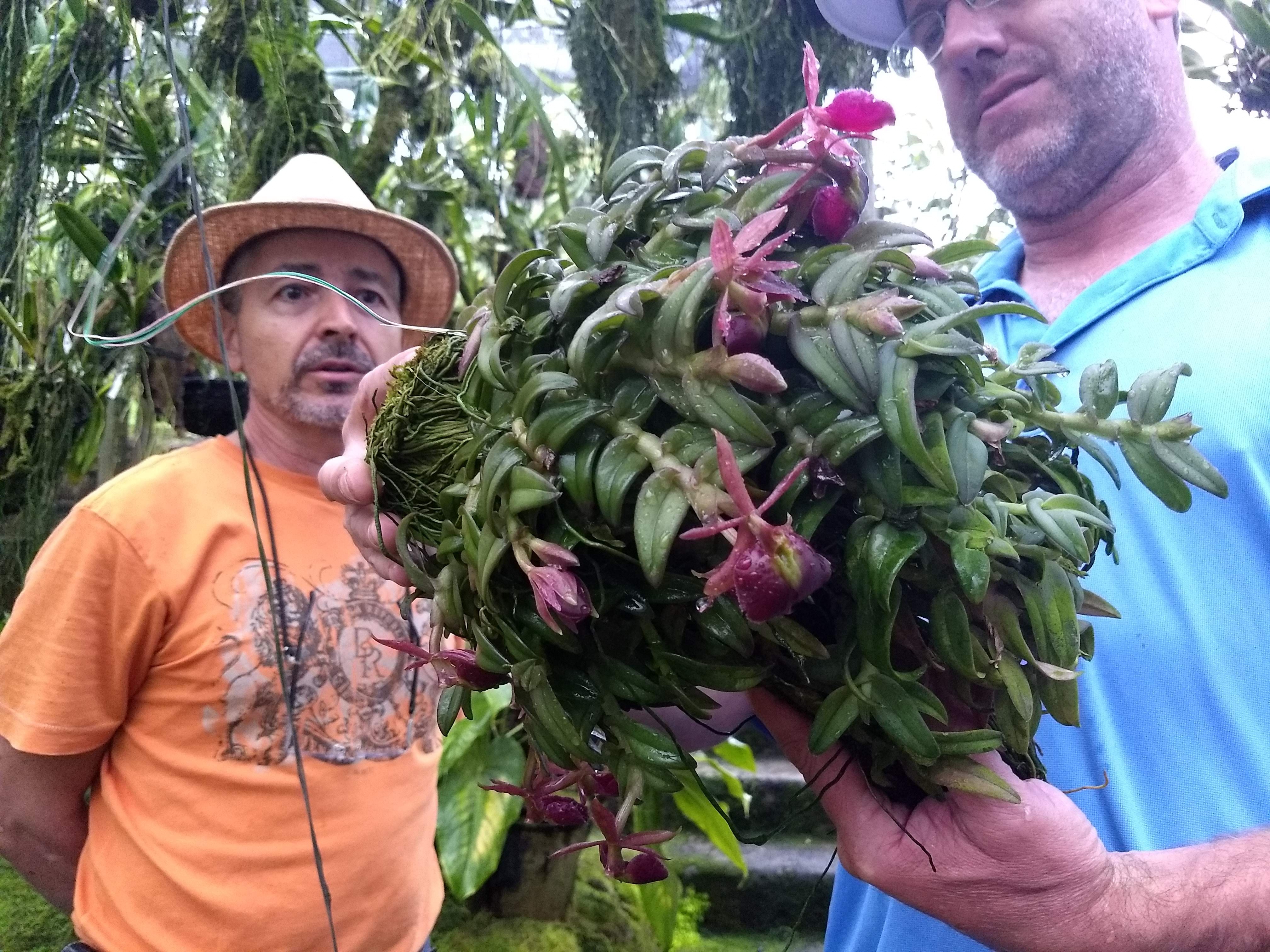 Colombian Orchid Adventures - Orquideas Katia 2019