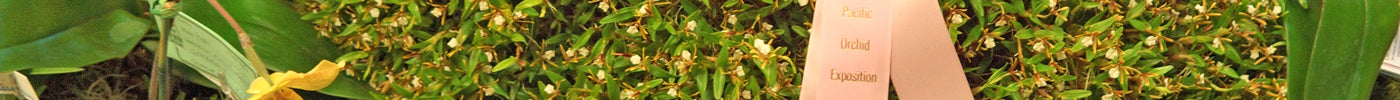 OFTP Wins Awards at 68th Annual Pacific Orchid Expo