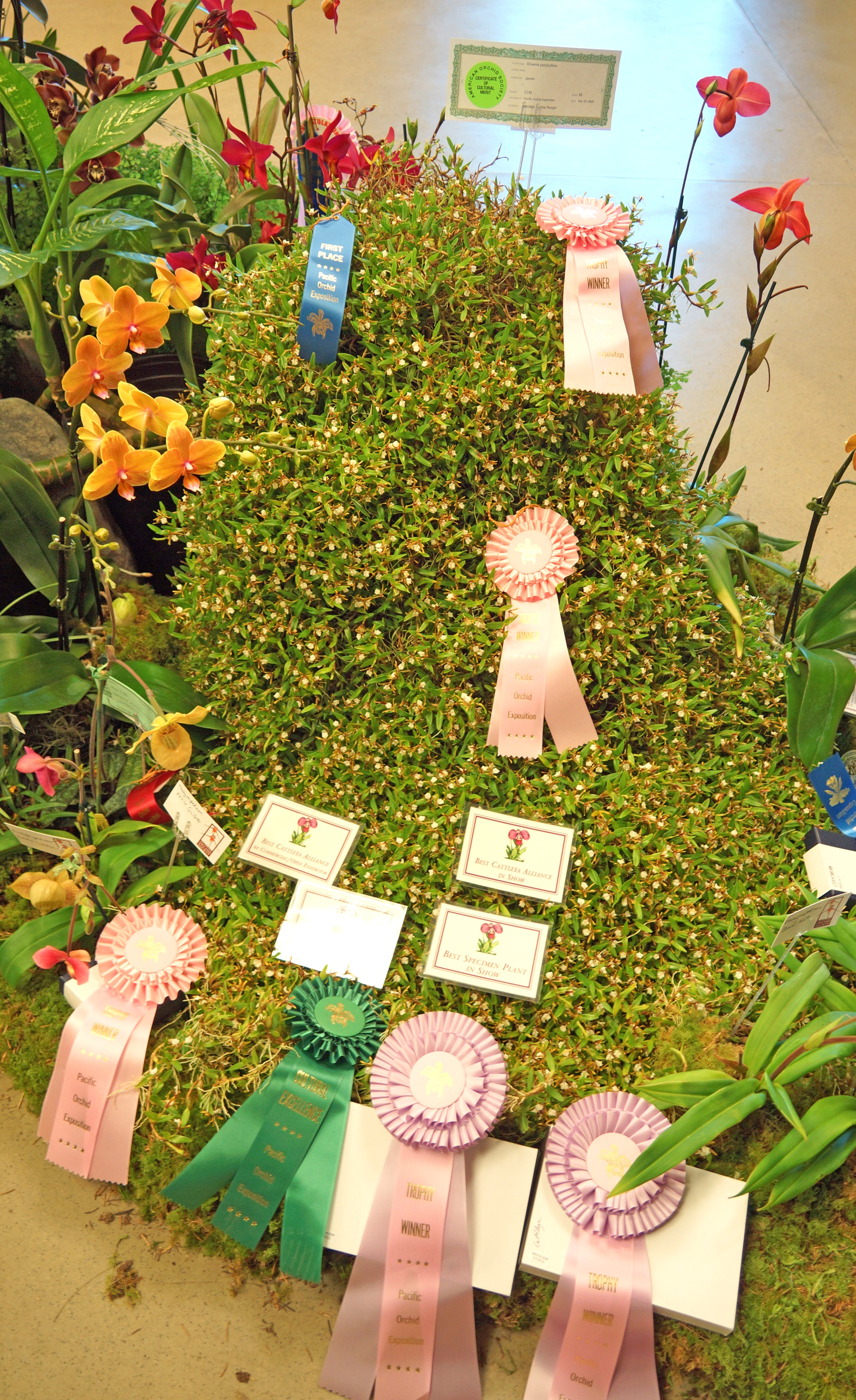 OFTP Wins Awards at 68th Annual Pacific Orchid Expo