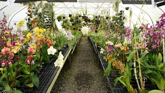Greenhouse in the Rain