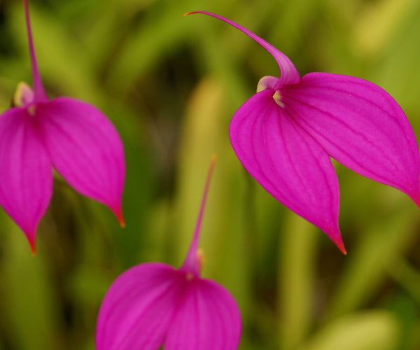 Shop Cool Growing Orchids Orchids for the People