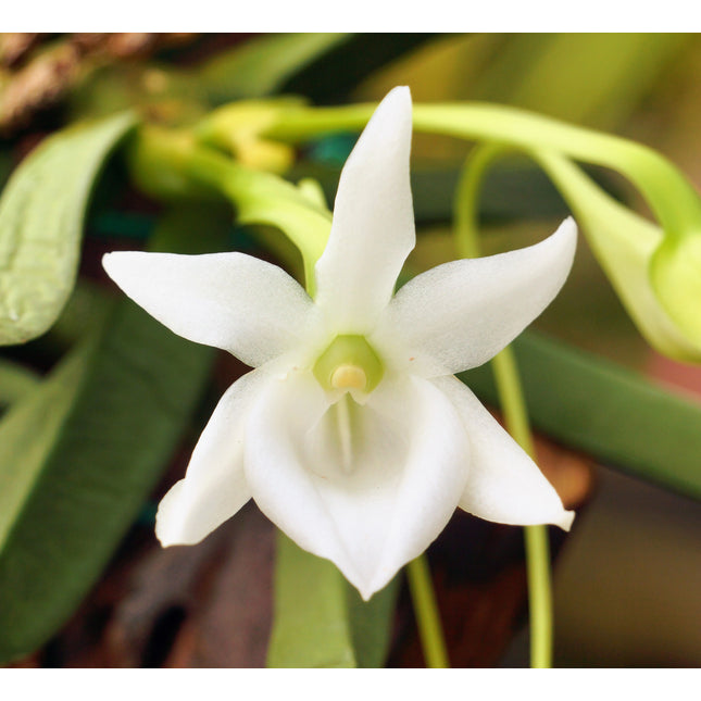 Compot: Angraecum compactum - Orchids for the People