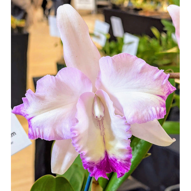 BLC Lia's Dream - Orchids for the People