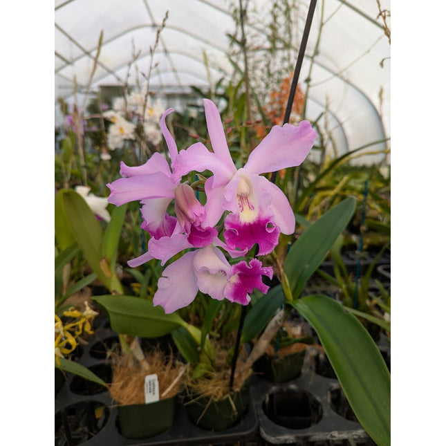 (Brassavola flagellaris x B acaulis) x Epi parkinsonianum (011001) - Orchids for the People