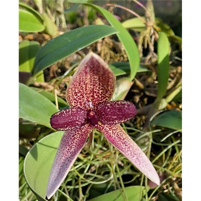 Bulbophyllum elassoglossum - Orchids for the People