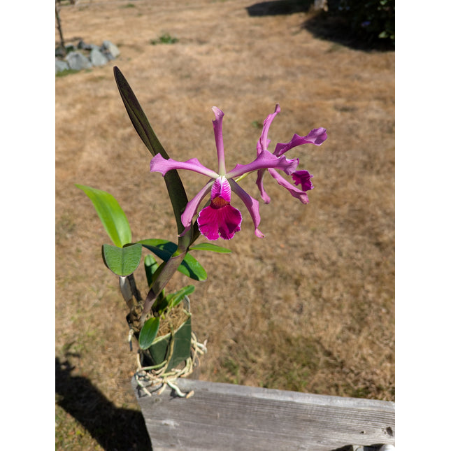 Cattleya Antigone (C schilleriana x C purpurata) (010803) (Wholesale/Volume Pricing)