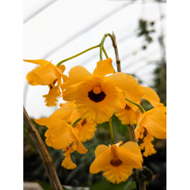 Dendrobium fimbriatum var oculatum - Orchids for the People