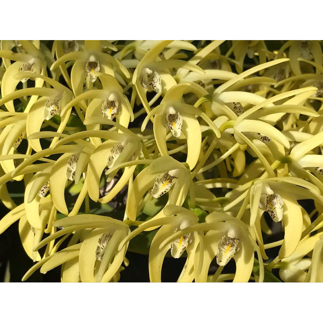 Dendrobium speciosum var curvicaule