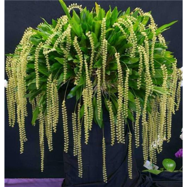 Dendrochilum cobbianum - Orchids for the People