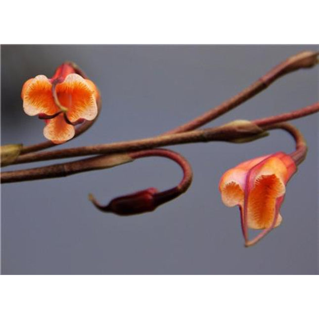 Dracula sodoroi - Orchids for the People