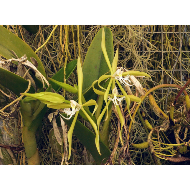 Compot: Epidendrum ciliare