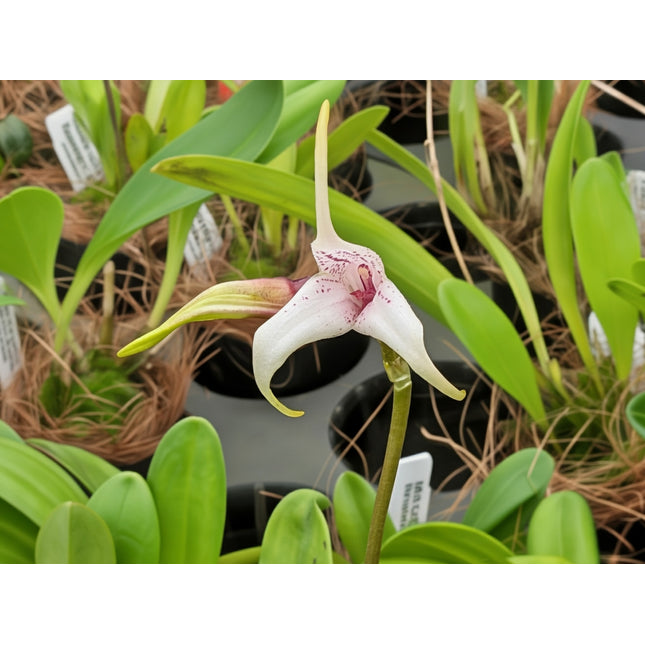 Masdevallia Snowberry