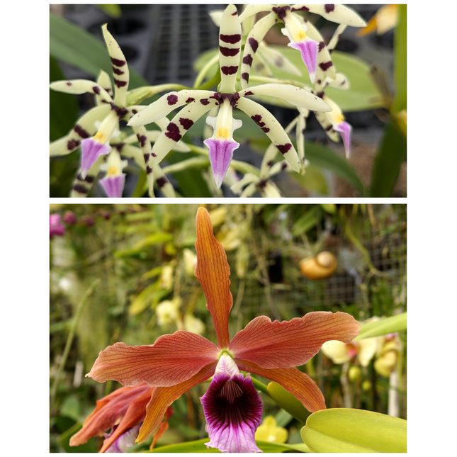 Compot: Panarica primatocarpa x Laelia tenebrosa