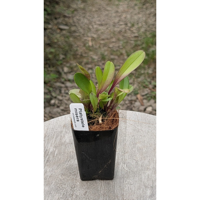 Platystele misera - Orchids for the People