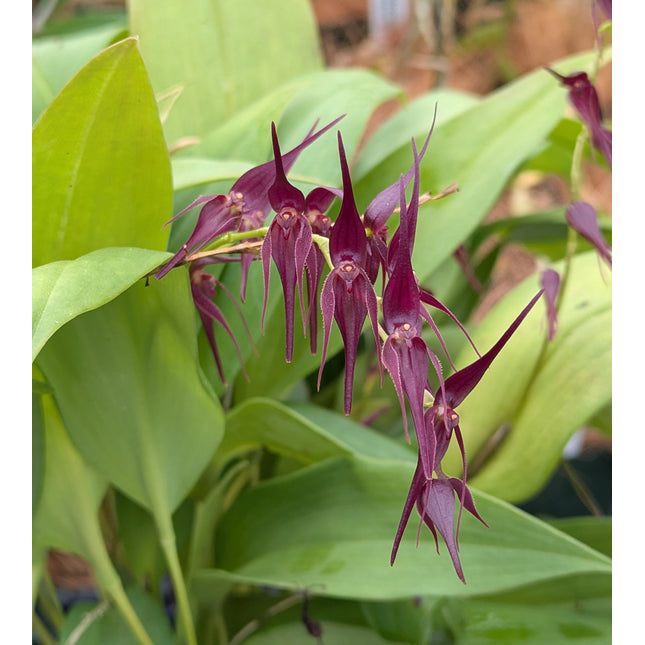 Pleurothallis phalangifera - Orchids for the People