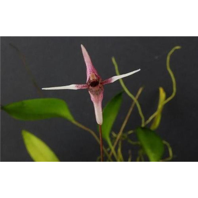 Pleurothallis anthrax - Orchids for the People