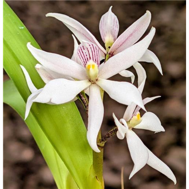 Prosthechea sima (syn Encyclia sima) - Orchids for the People