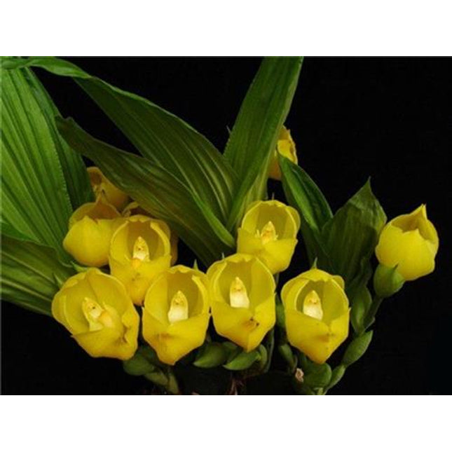 Compot: Anguloa dubia - Orchids for the People