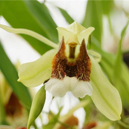 Coelogyne speciosa - Orchids for the People