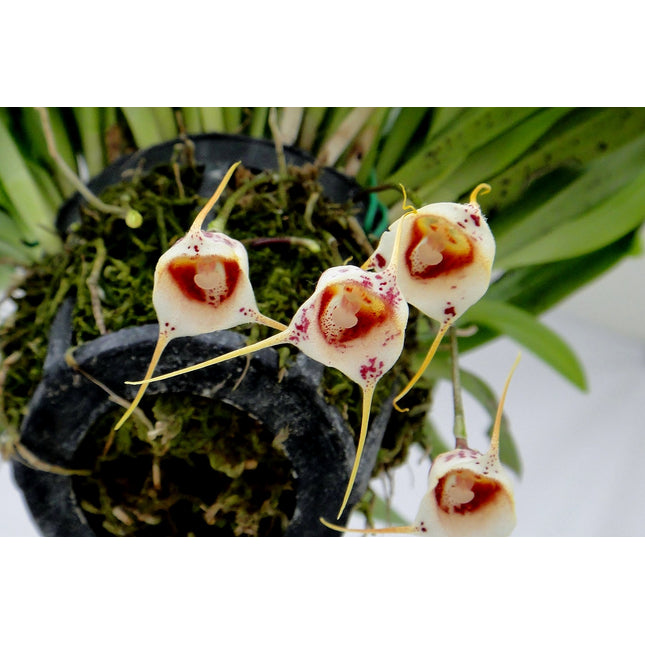 Close-up of a unique orchid with white petals and red centers on a blurred green background.