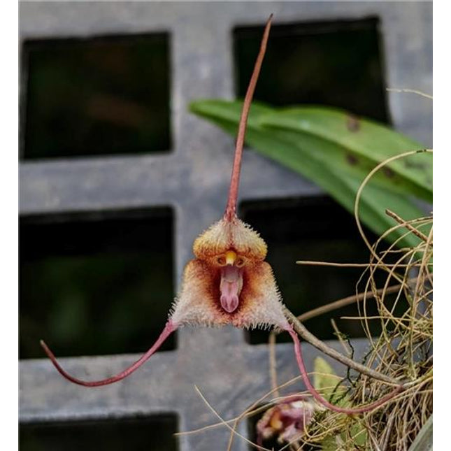 Dracula posadorum - Orchids for the People
