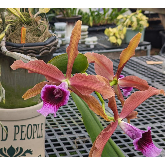 Laelia tenebrosa (011041) - Orchids for the People
