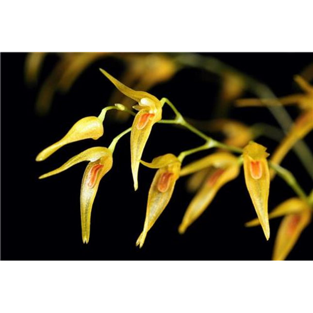 Pleurothallis picta - Orchids for the People