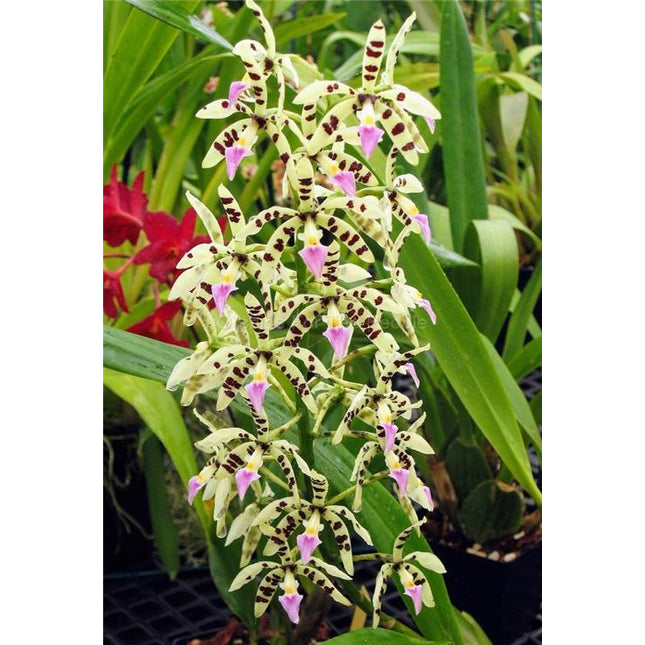 Cattleya harrisoniana x Panarica prismatocarpa - Orchids for the People