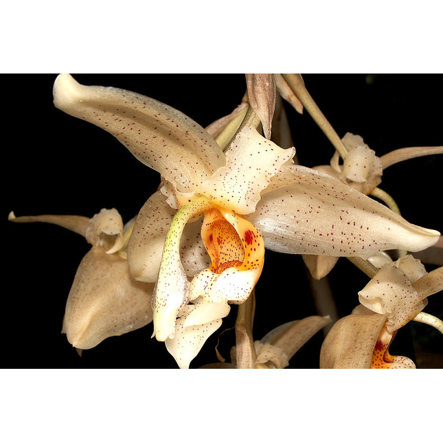 Compot: Stanhopea florida