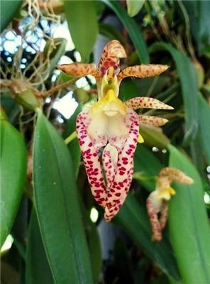 Bulbophyllum lasiochilum - Orchids for the People