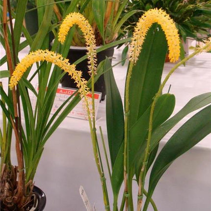 Bulbophyllum odoratum - Orchids for the People