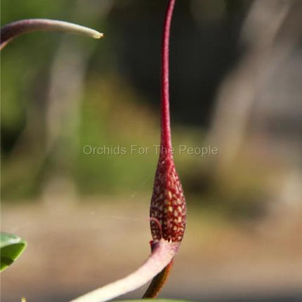 Bulbophyllum trachyanthum - Orchids for the People