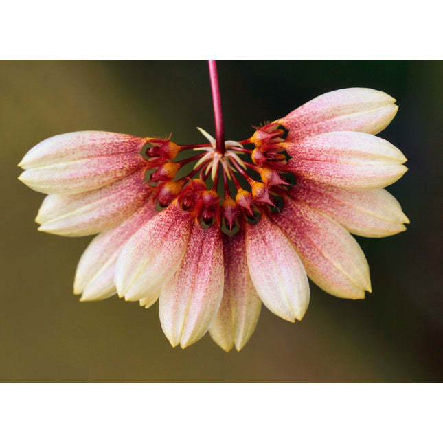 Bulbophyllum Daisy Chain - Orchids for the People