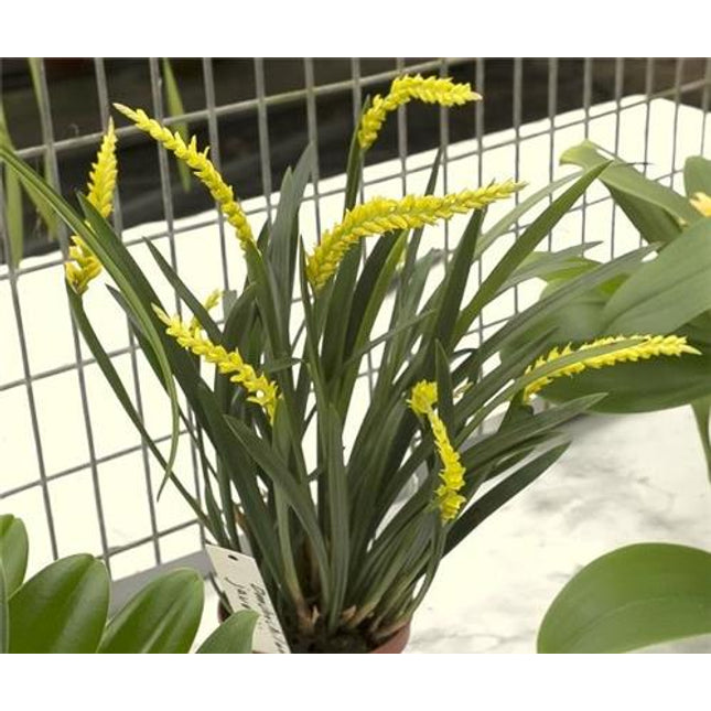 Dendrochilum javierinum - Orchids for the People