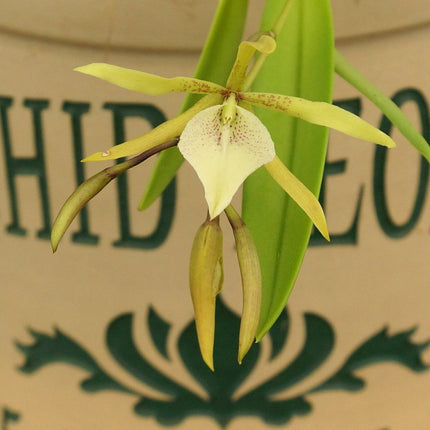 Brassavola nodosa x Anacheilium sceptrum - Orchids for the People