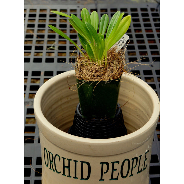 Masdevallia schroederiana - Orchids for the People
