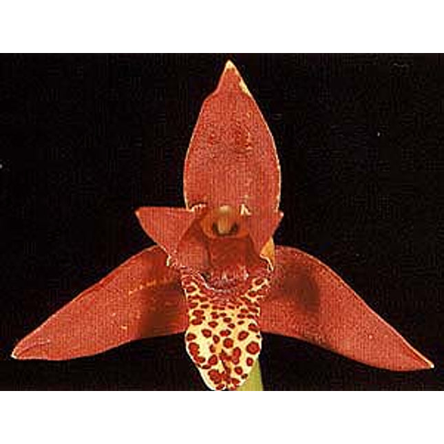 Maxillaria tenuifolia - Orchids for the People