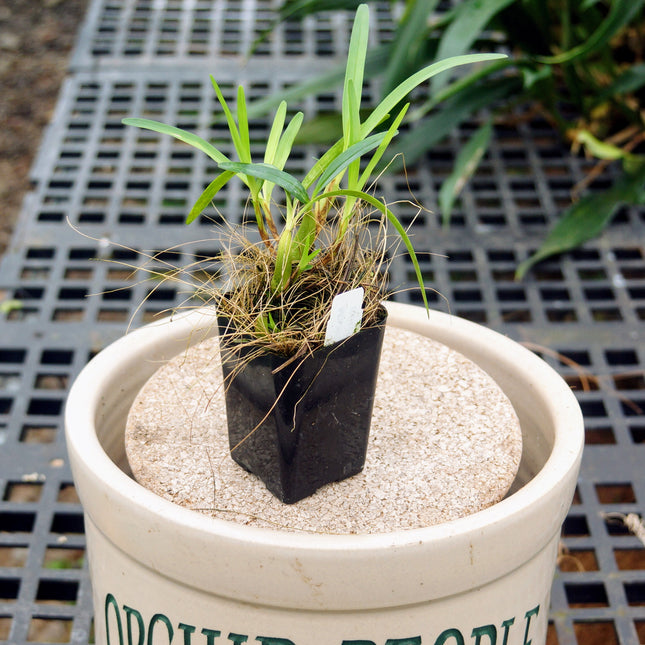 Maxillaria cerifera - Orchids for the People
