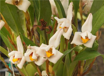 Maxillaria huebschii - Orchids for the People