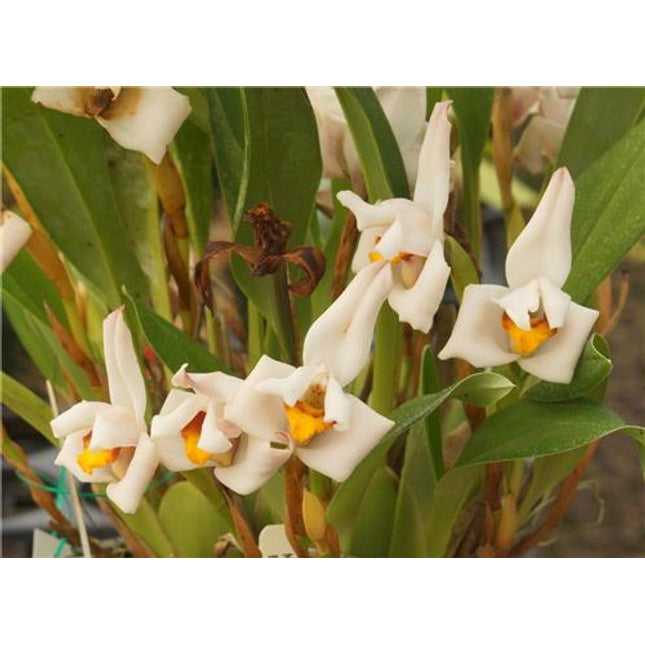 Maxillaria huebschii - Orchids for the People