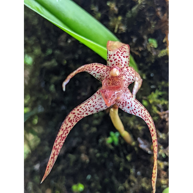 Maxillaria neophylla - Orchids for the People