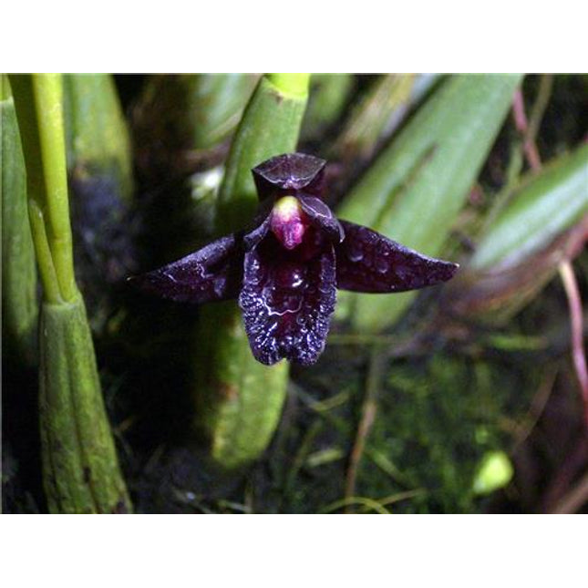 Maxillaria schunkeana - Orchids for the People
