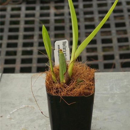 Maxillaria schunkeana - Orchids for the People
