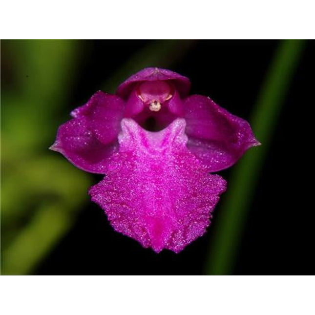 Neolauchea pulchella - Orchids for the People