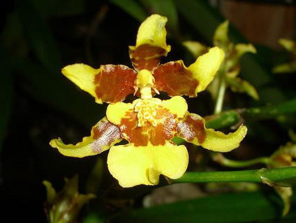Oncidium sphacelatum - Orchids for the People