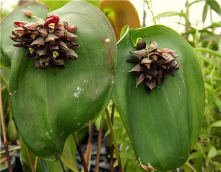 Pleurothallis teageui - Orchids for the People