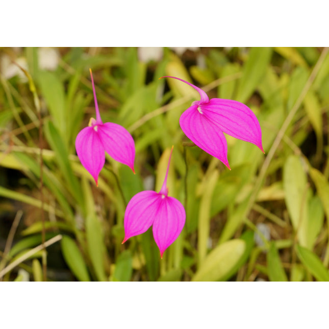 Masdevallia coccinea 'Royal Purple' - Orchids for the People