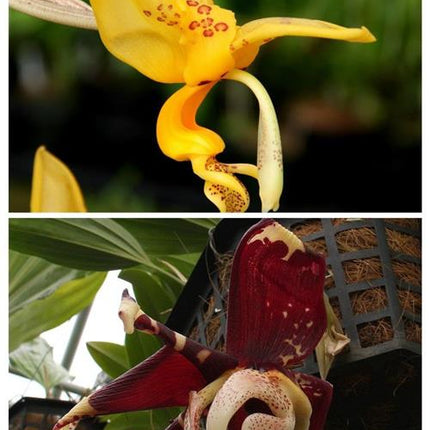 Stanhopea (jenischiana x tigrina) - Orchids for the People