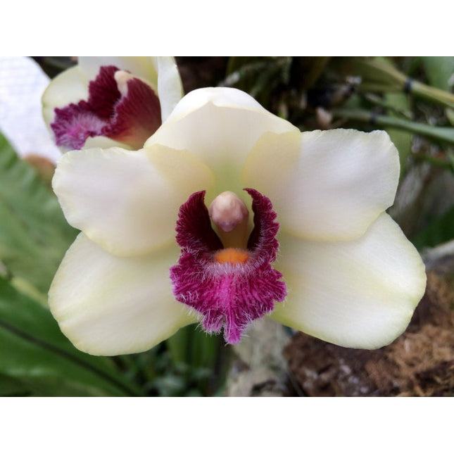 Bifrenaria harrisoniae - Orchids for the People