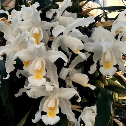 Coelogyne cristata - Orchids for the People